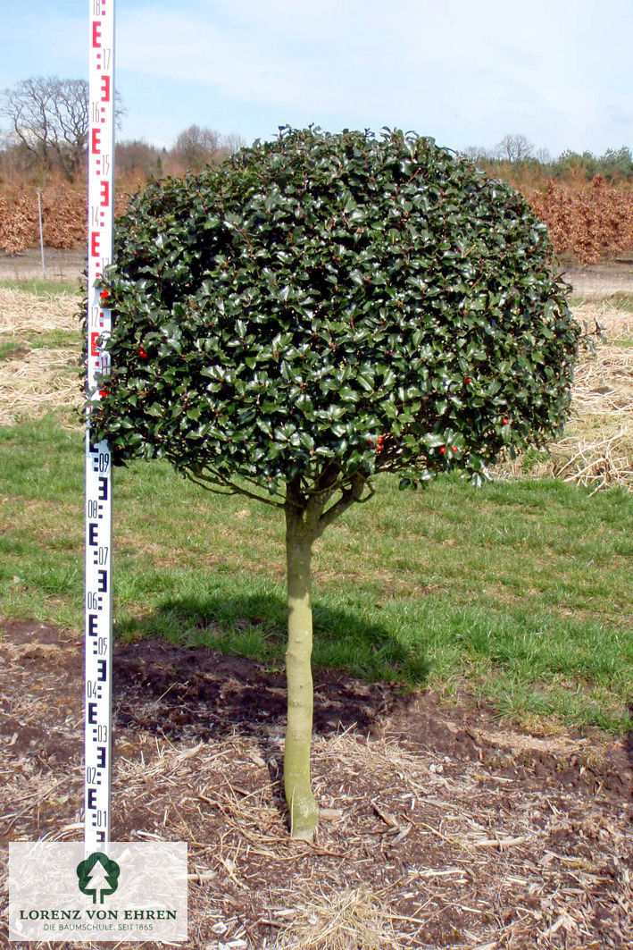 Ilex meserveae 'Blue Princess'