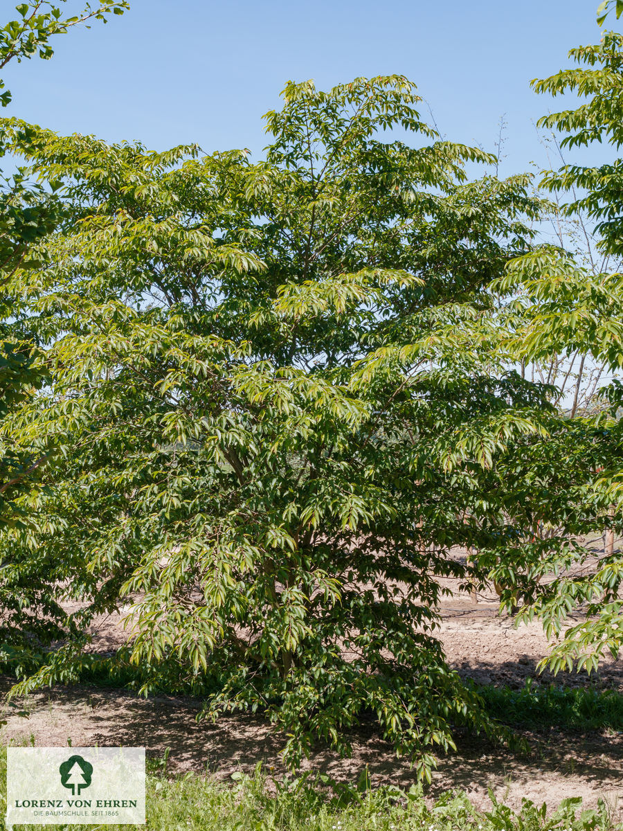 Carpinus japonica