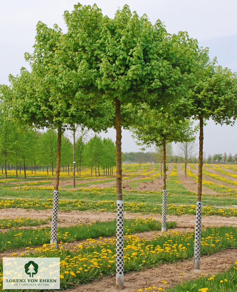 Acer campestre 'Nanum'