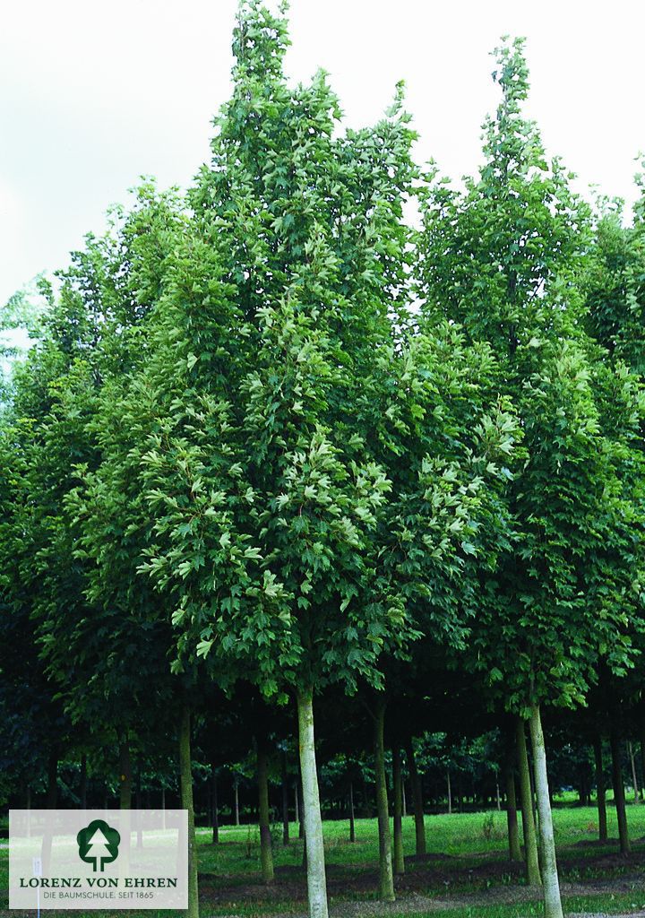 Acer pseudoplatanus 'Erectum'