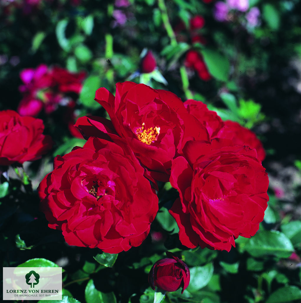 Rosa 'Ulmer Münster'