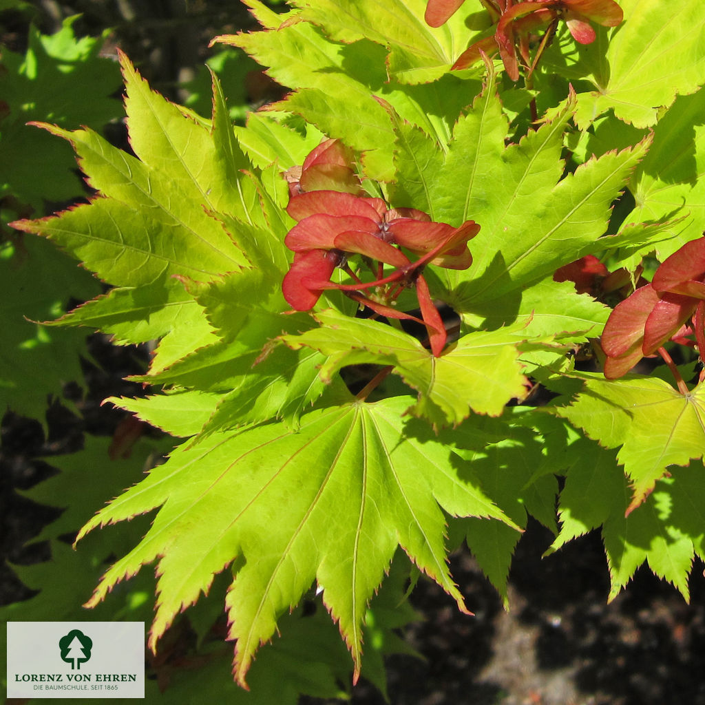 Acer shirasawanum 'Aureum'