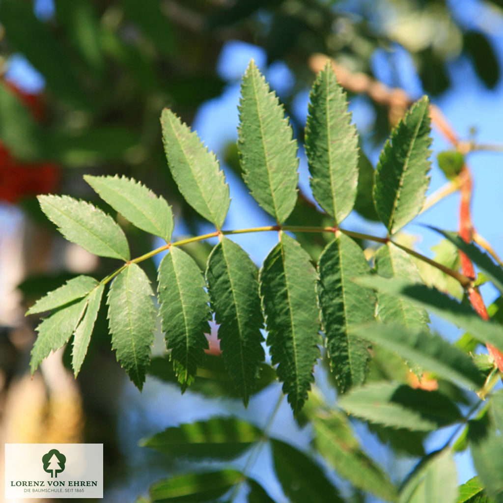 Sorbus aucuparia