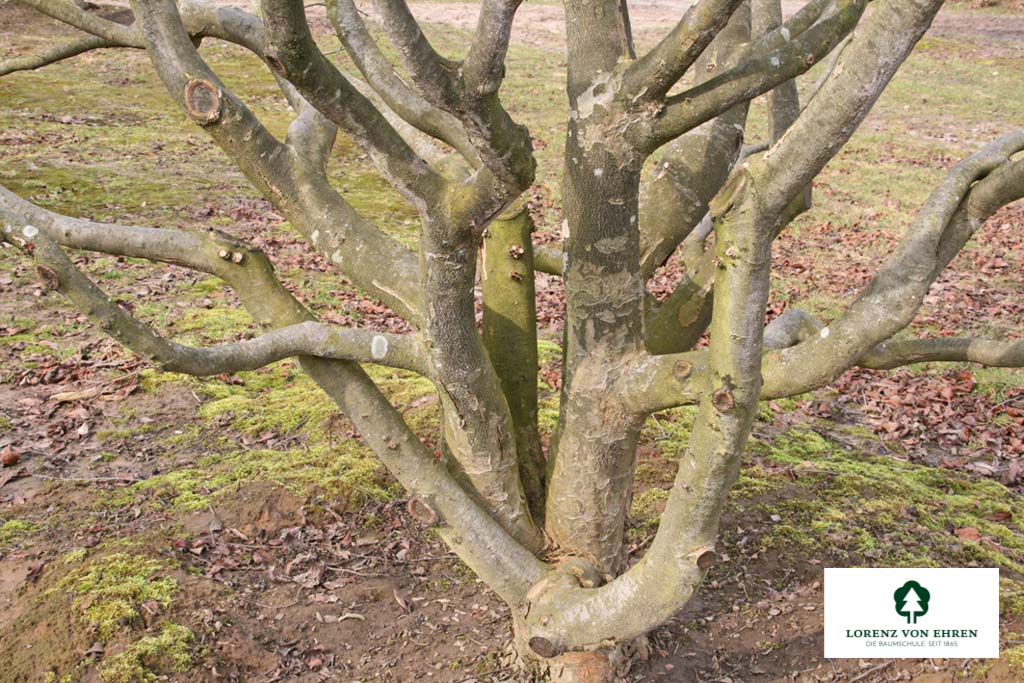Parrotia persica Unikat