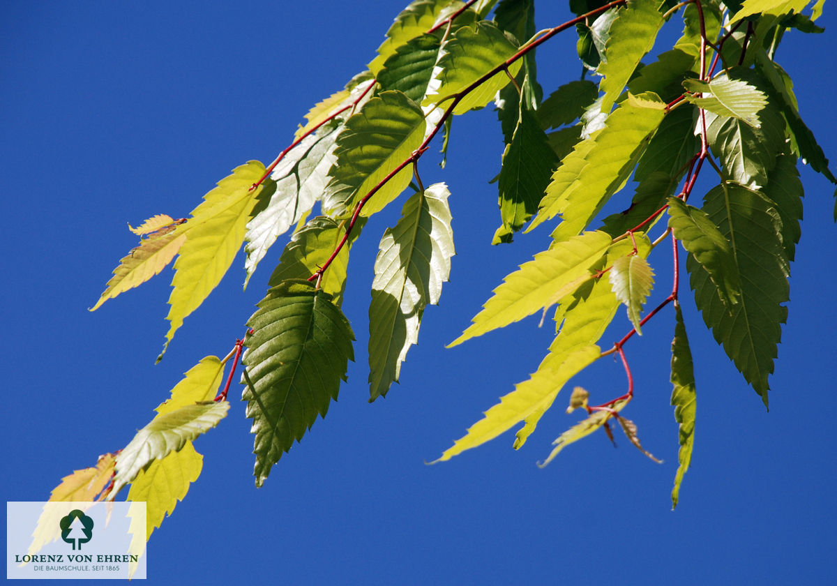 Zelkova serrata