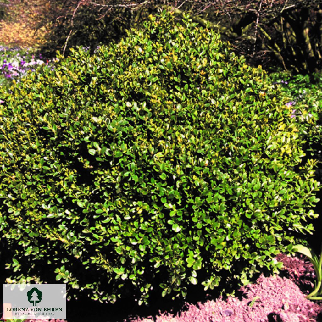 Buxus sempervirens 'Suffruticosa'