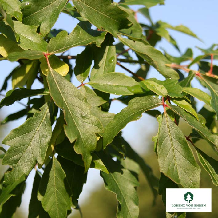 Acer griseum