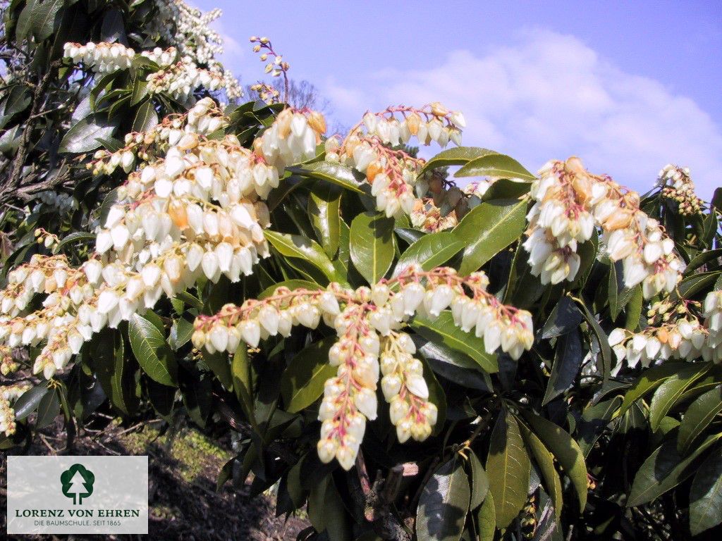 Pieris japonica