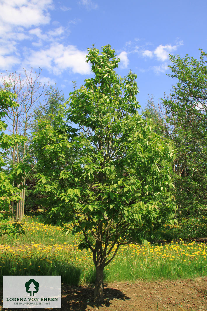 Syringa reticulata 'Ivory Silk'