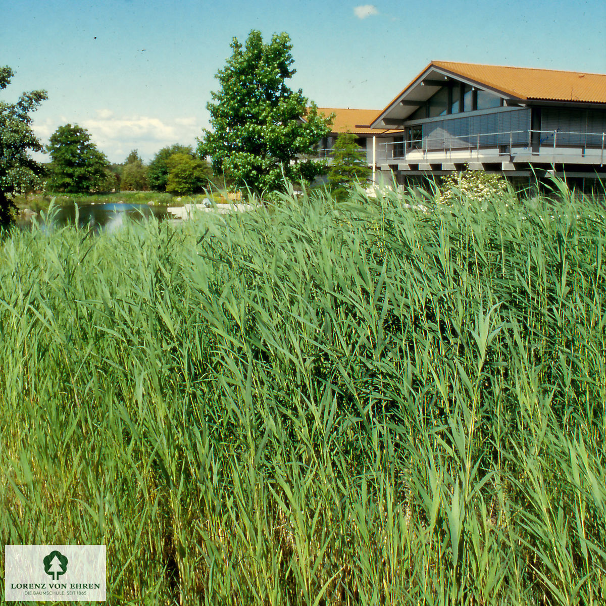 Phragmites australis