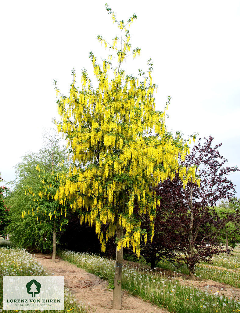 Laburnum watereri 'Vossii'