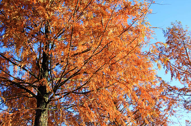 Oranges Herbstlaub ddes Urwelmammutbaums