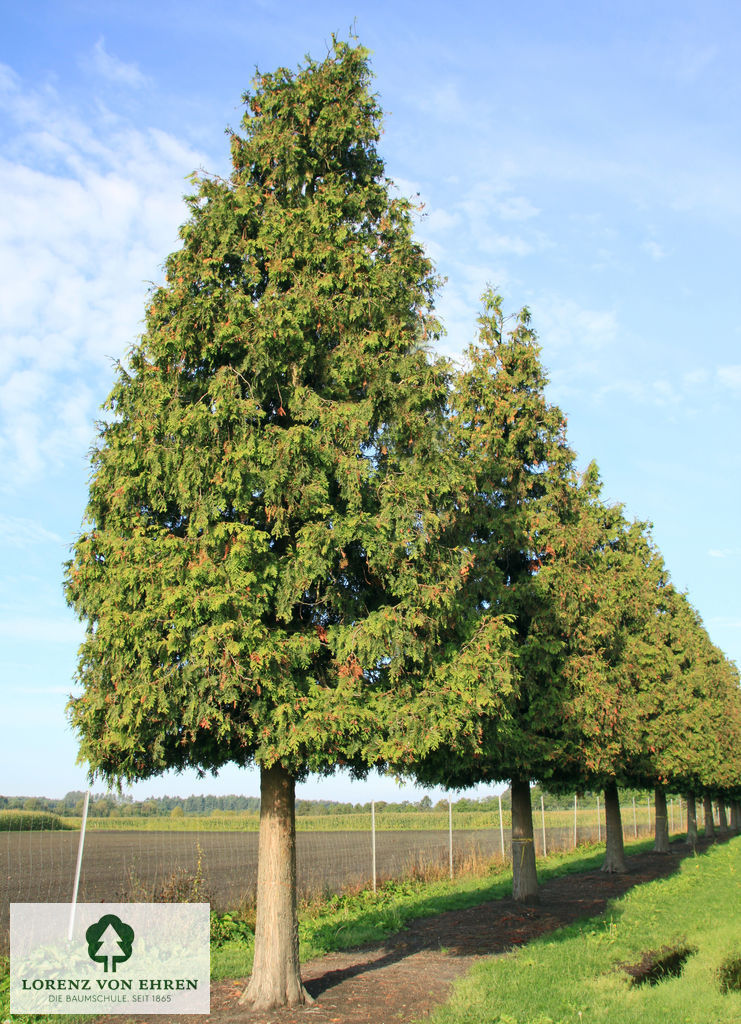 Thuja plicata 'Excelsa'