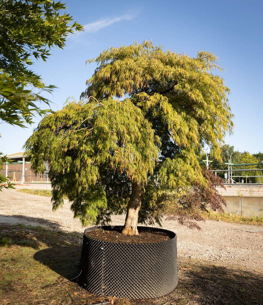 Acer palmatum 'Dissectum' VJ
