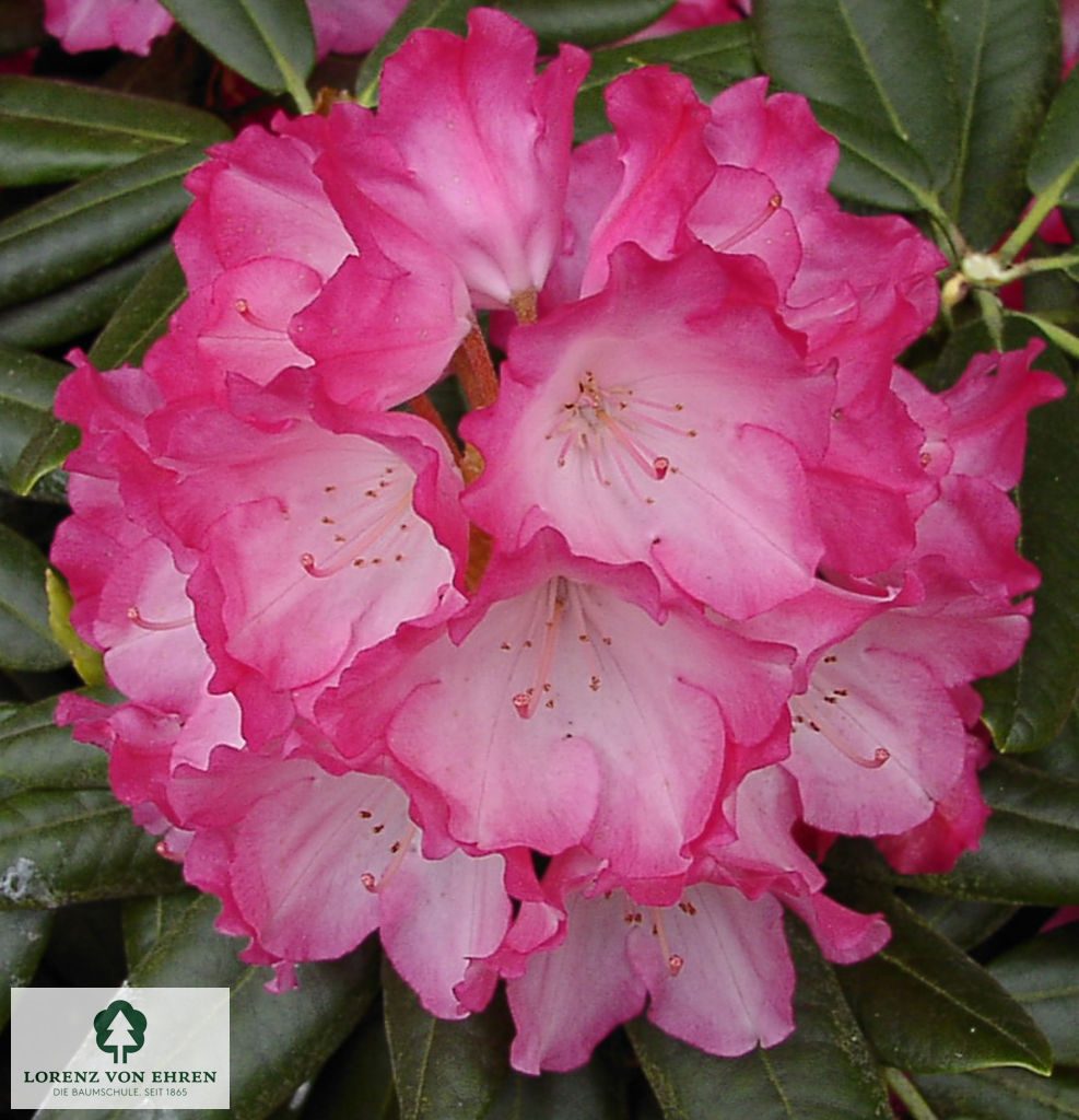 Rhododendron yakushimanum 'Fantastica'