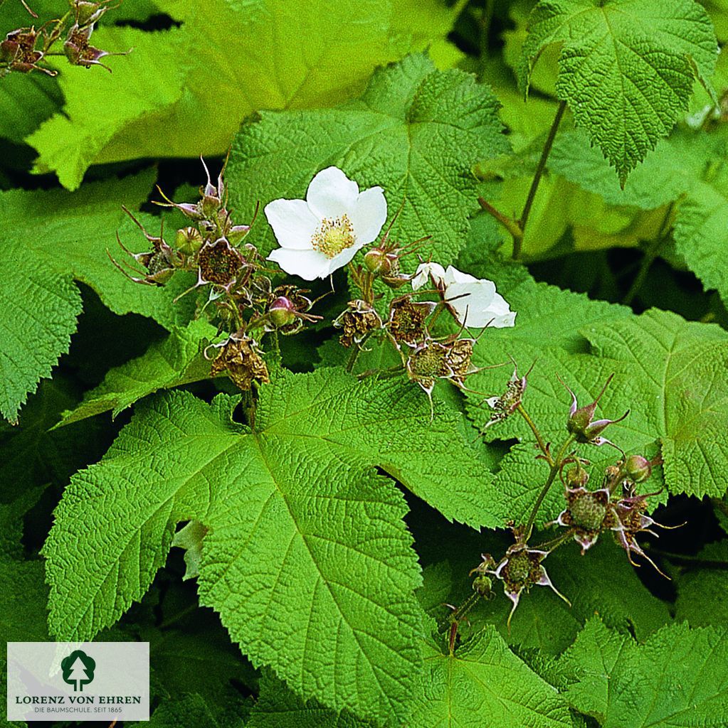 Rubus caesius