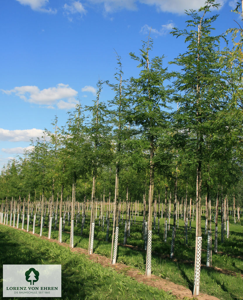 Gleditsia triacanthos 'Skyline'