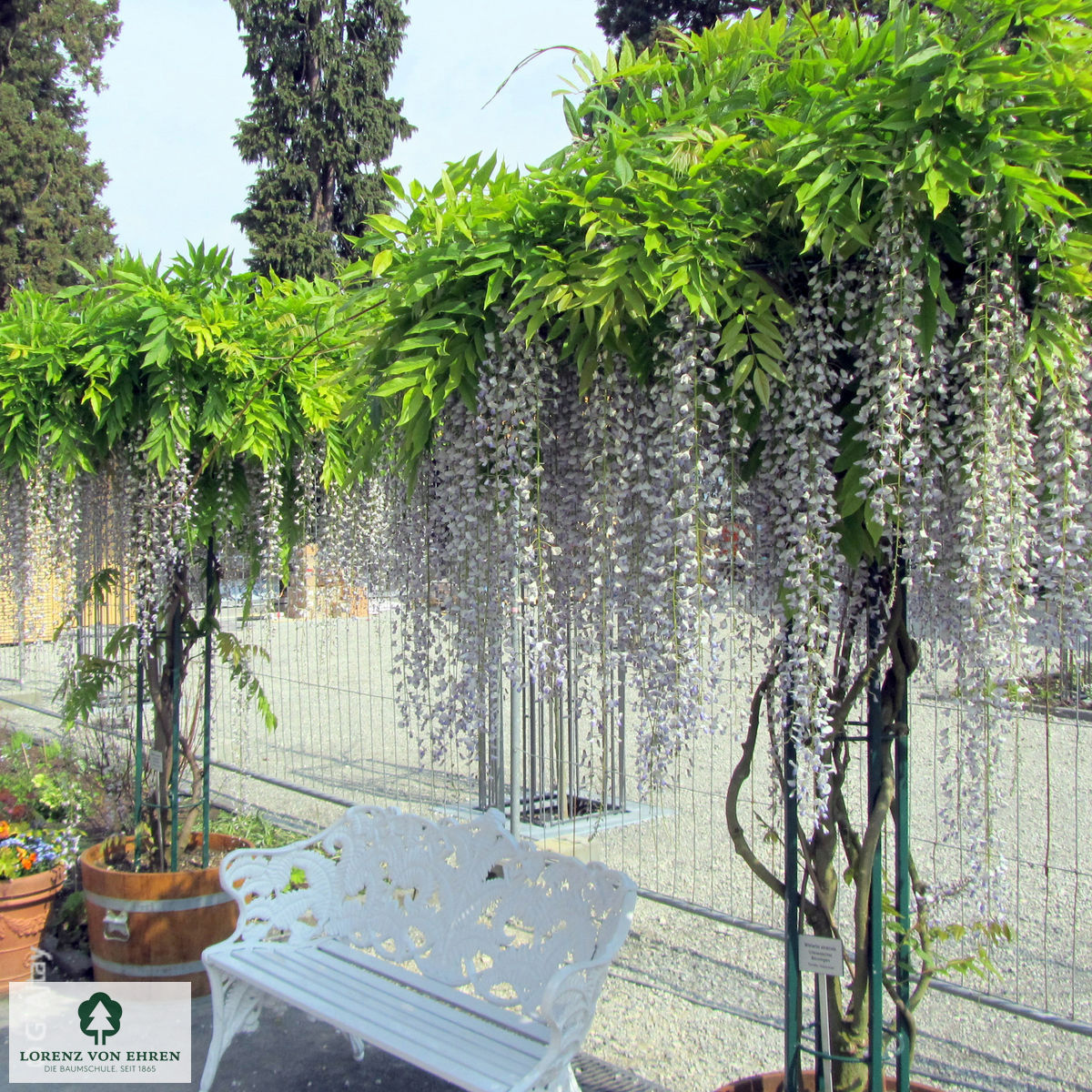 Wisteria floribunda 'Multijuga'