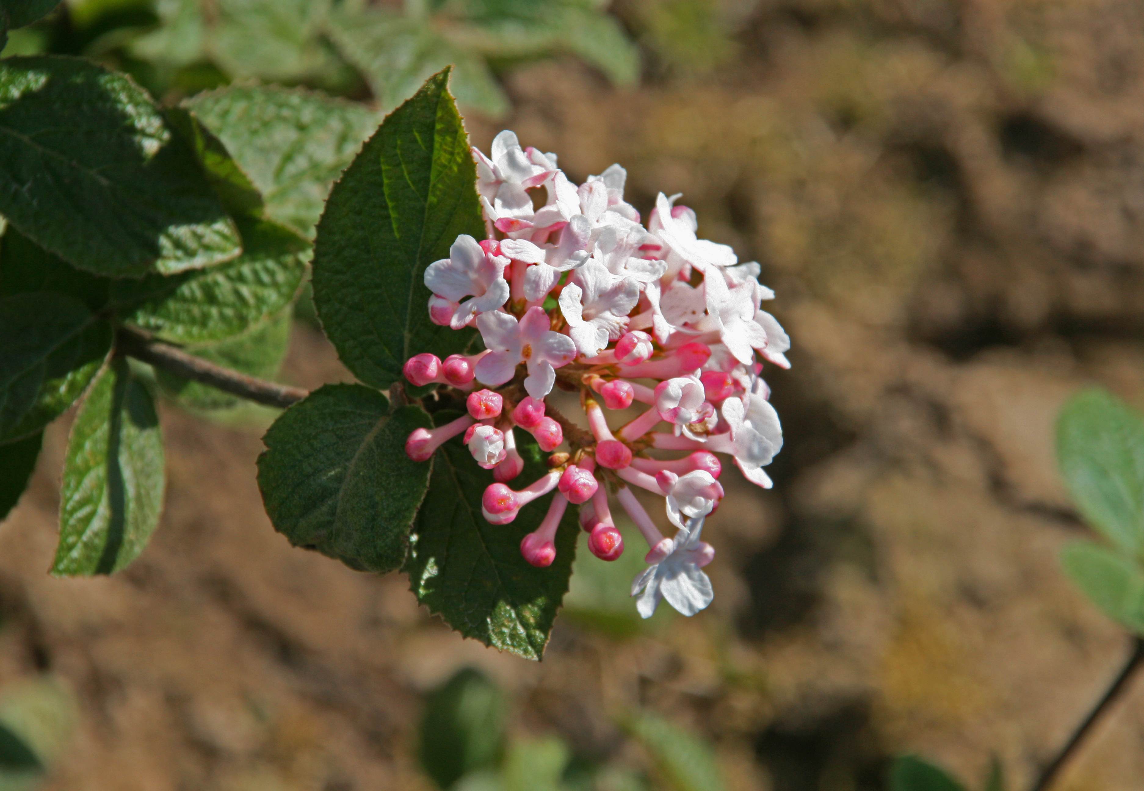 Einzelne Doldenblüte weiß und tiefrosa
