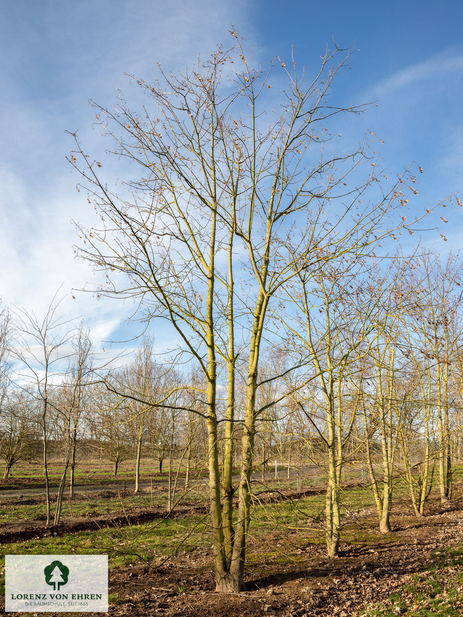 Acer pseudoplatanus