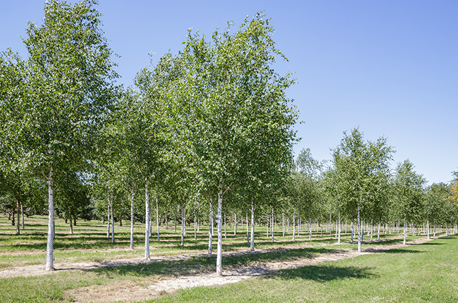 Betula jacquemontii