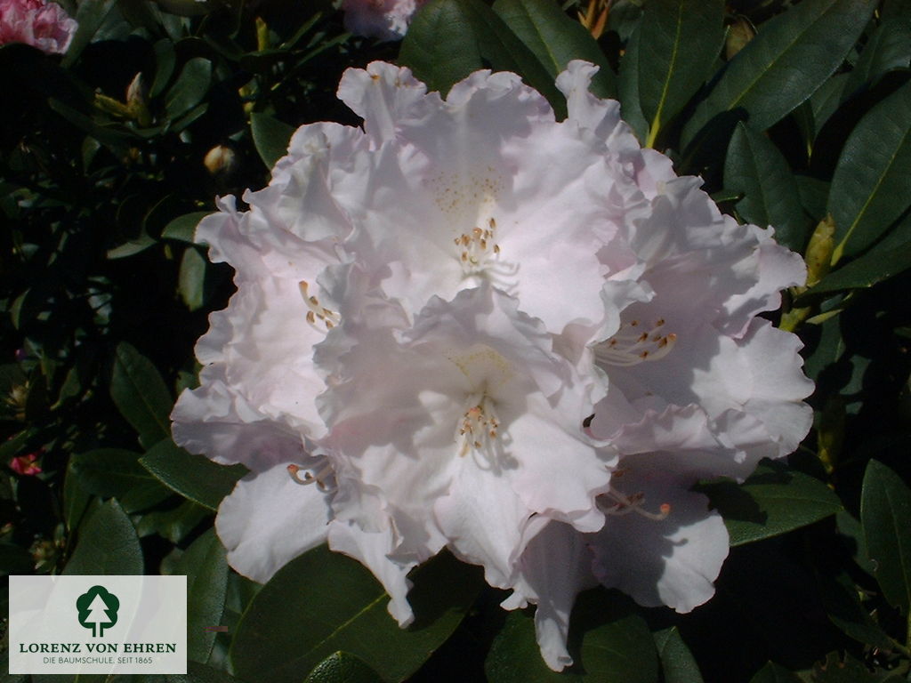 Rhododendron yakushimanum 'Silberwolke'