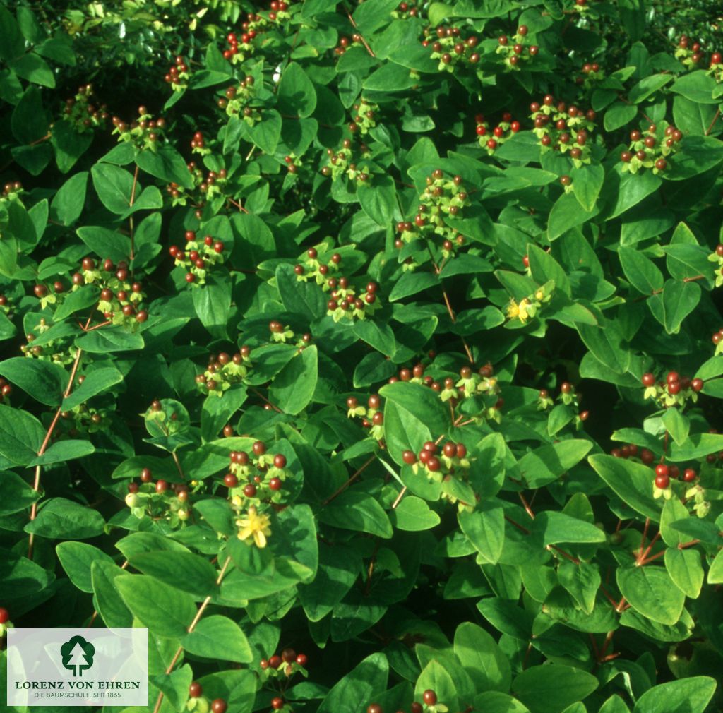 Hypericum androsaemum