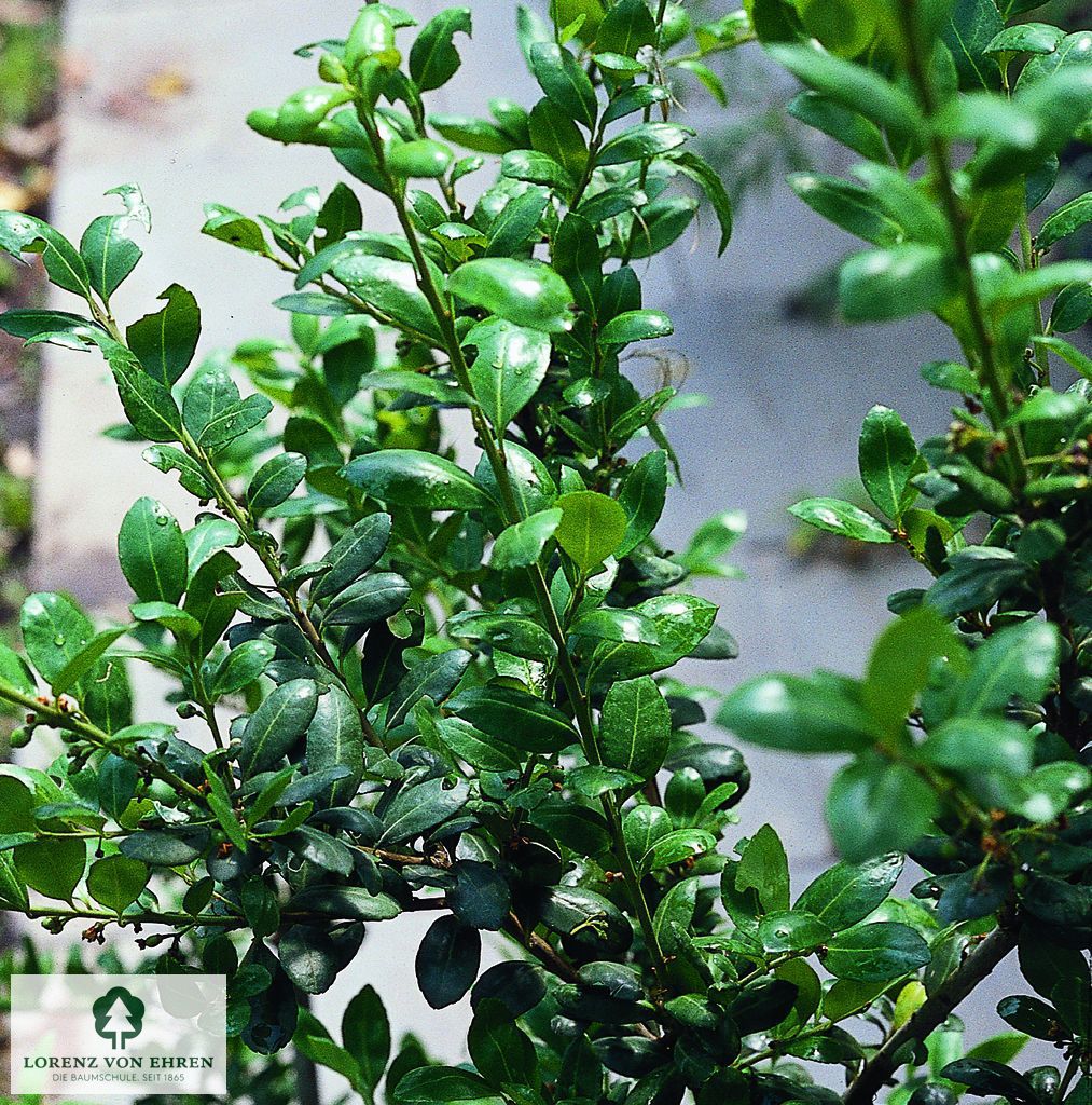 Ilex crenata 'Rotundifolia'