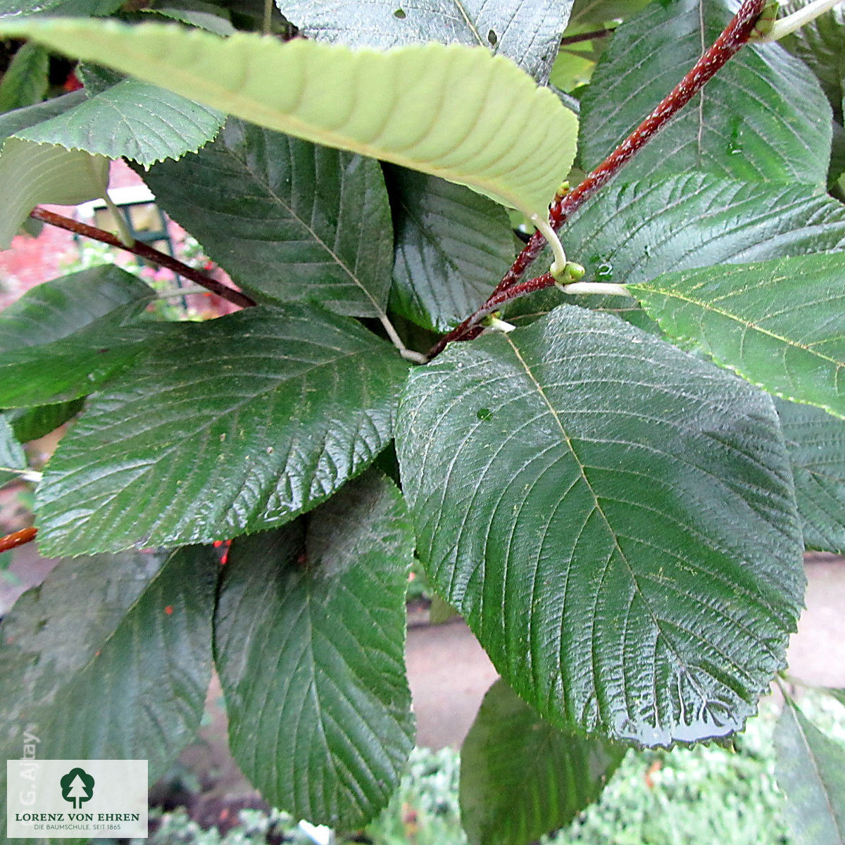 Sorbus aria 'Lutescens'