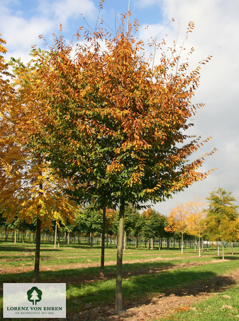 Carpinus betulus