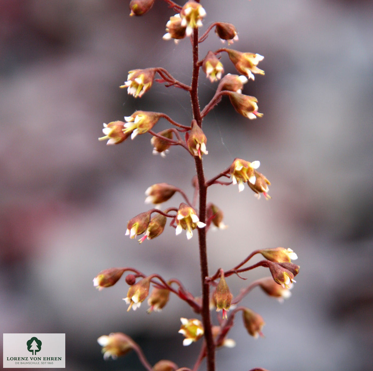 Heuchera Micrantha-Hybride 'Obsidian'