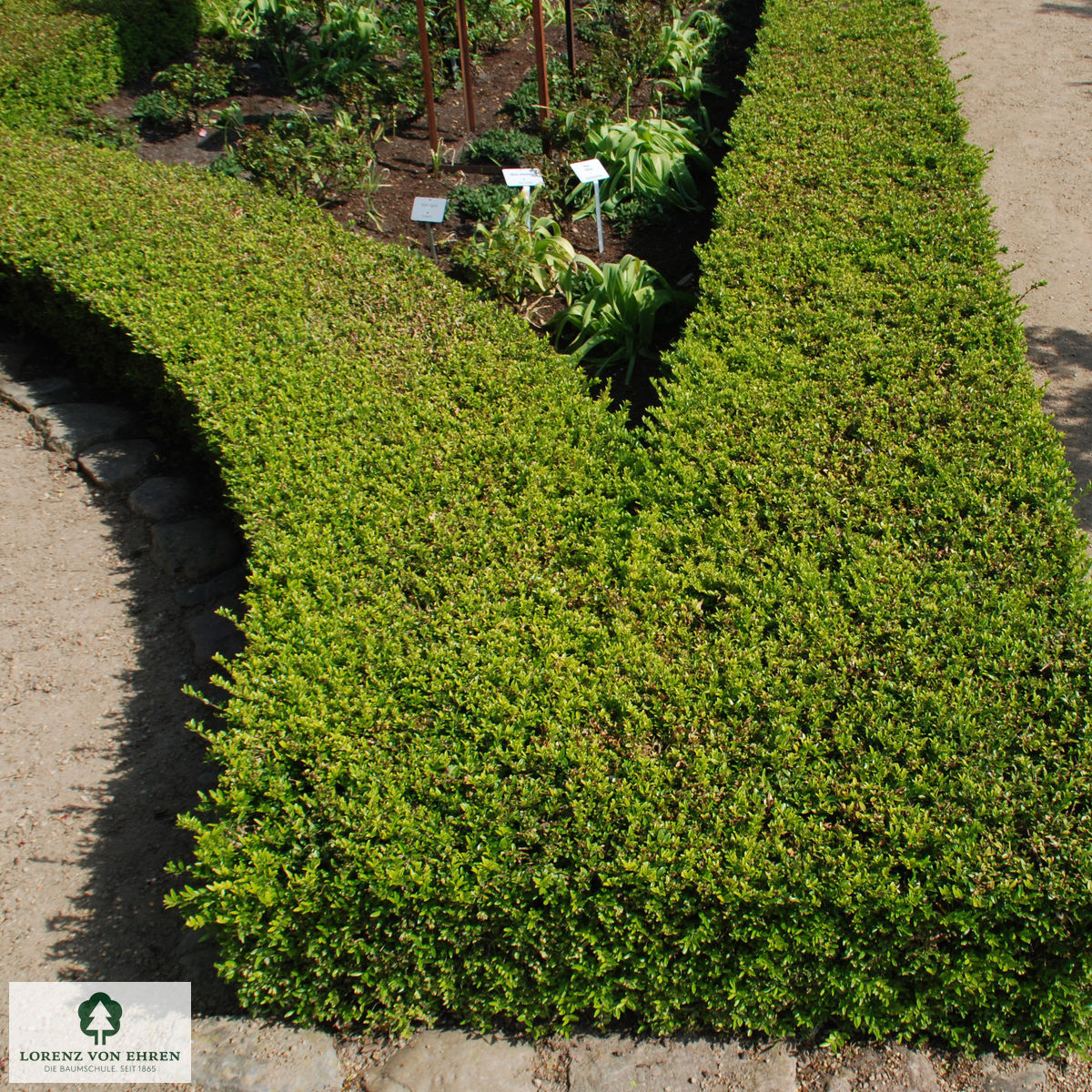 Lonicera nitida 'Maigrün'