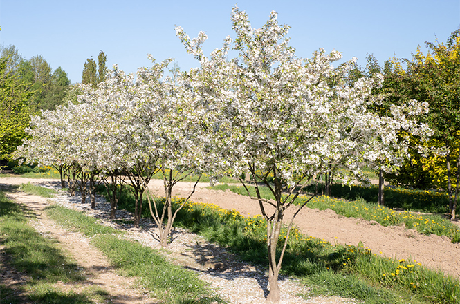 Weiß blühende Zieräpfel