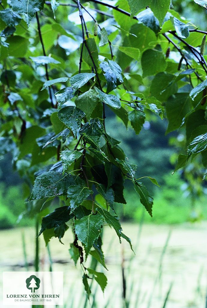 Betula pubescens