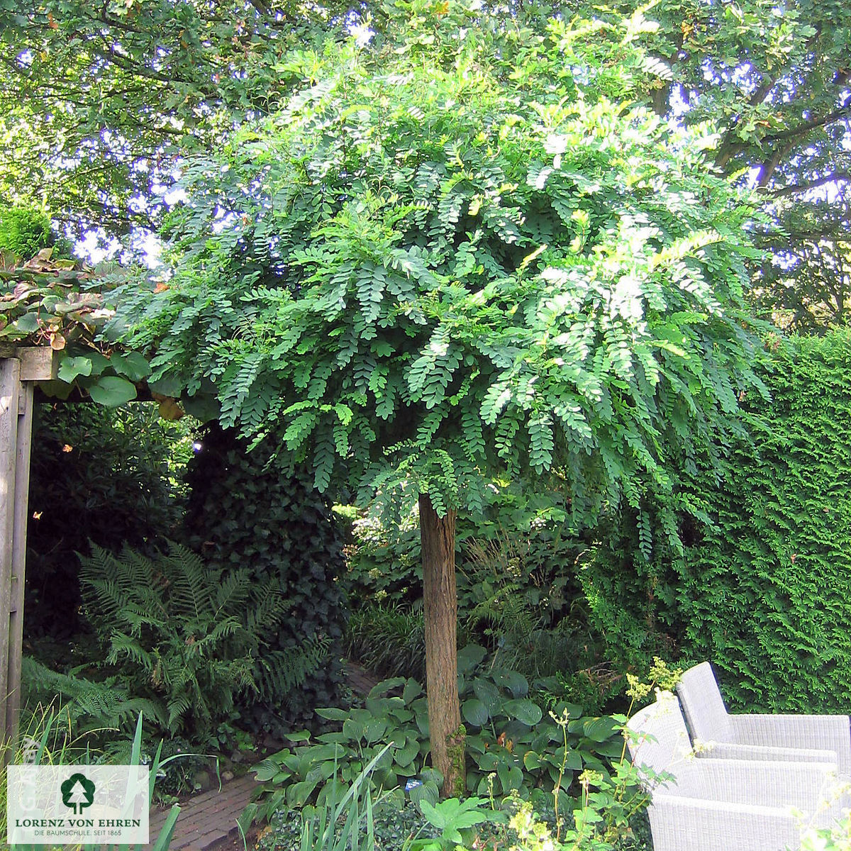 Robinia pseudoacacia 'Umbraculifera'