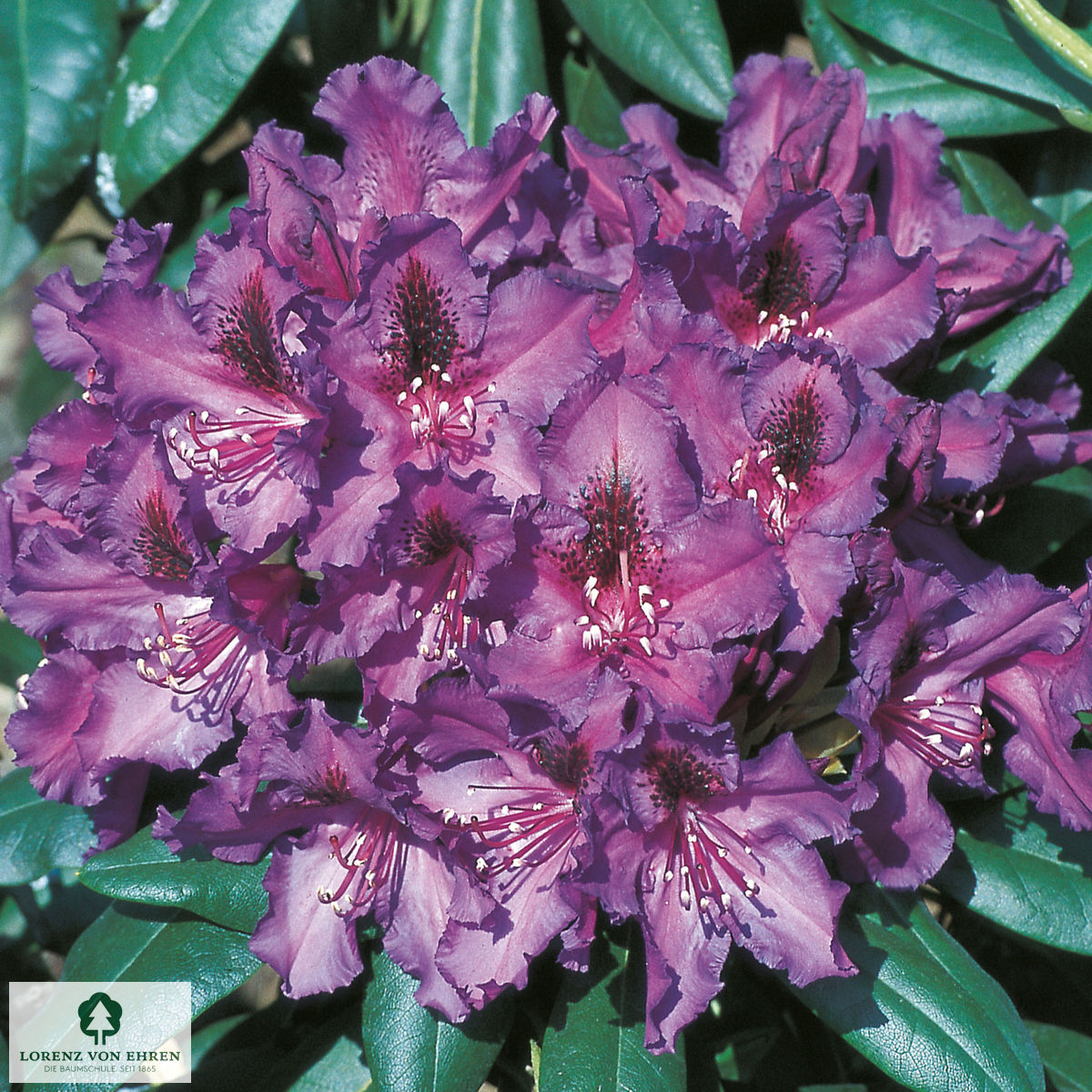 Rhododendron Hybride 'Mogambo'