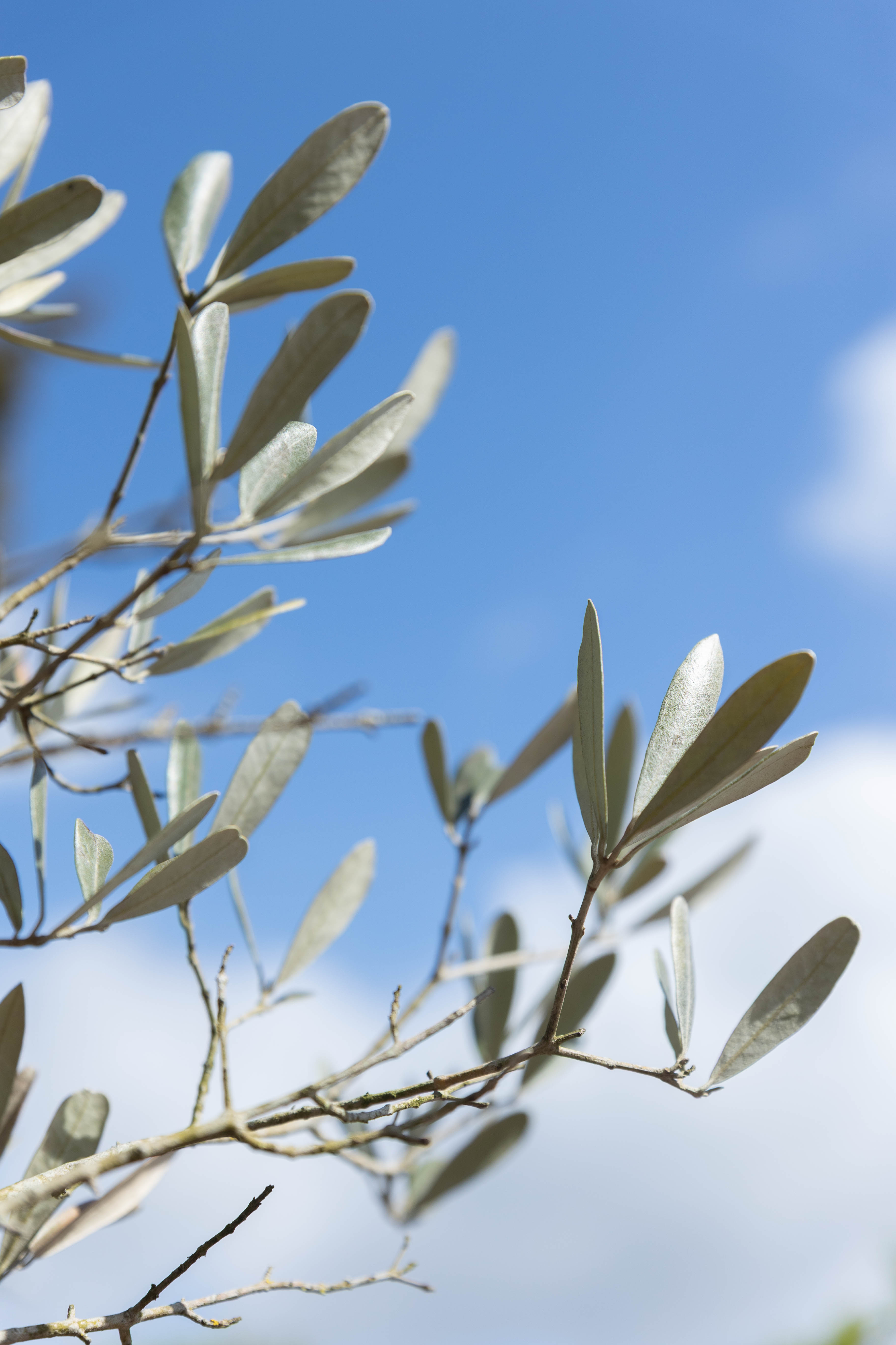 Olea europaea Unikat