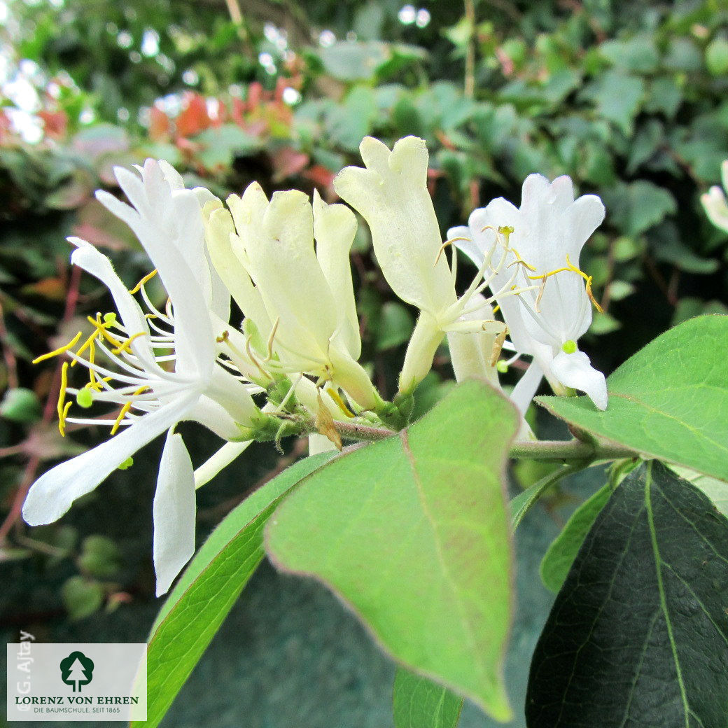 Lonicera maackii