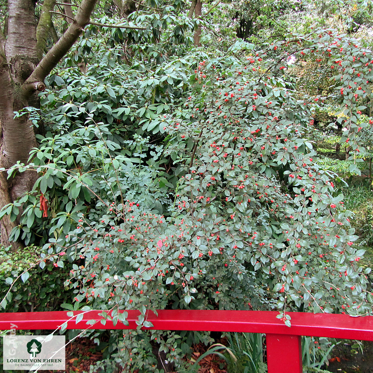 Cotoneaster franchetii