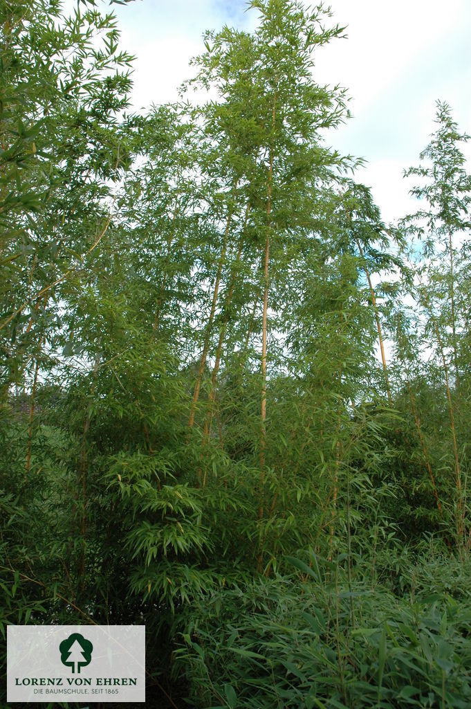 Phyllostachys vivax 'Aureocaulis'