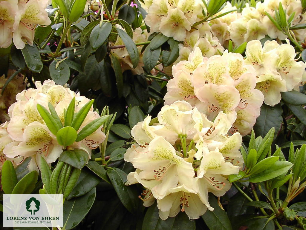 Rhododendron Hybride 'Belkanto'