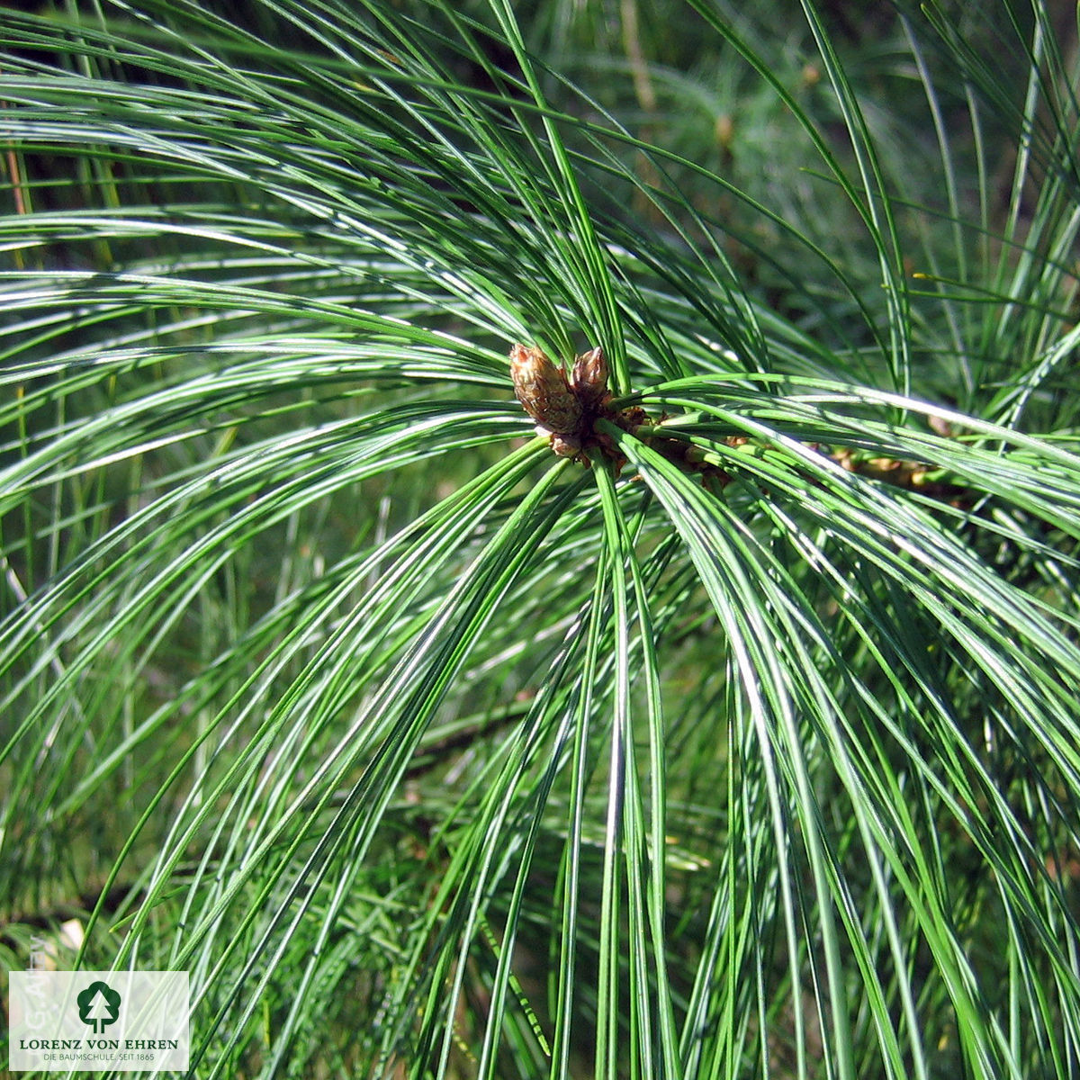 Pinus schwerinii