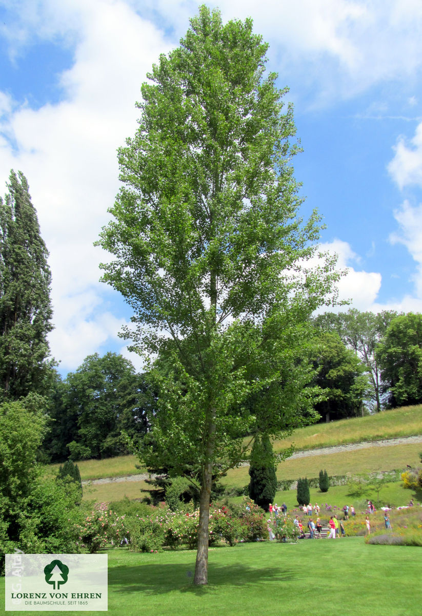 Populus nigra