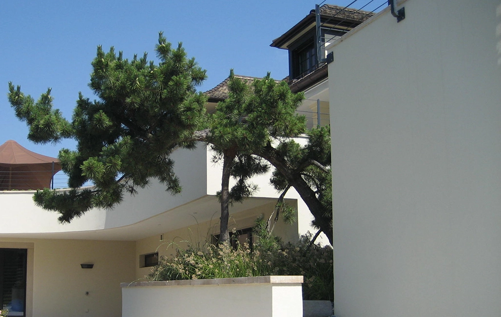 eine große Kiefer vor einem Haus mit weißer Fassade