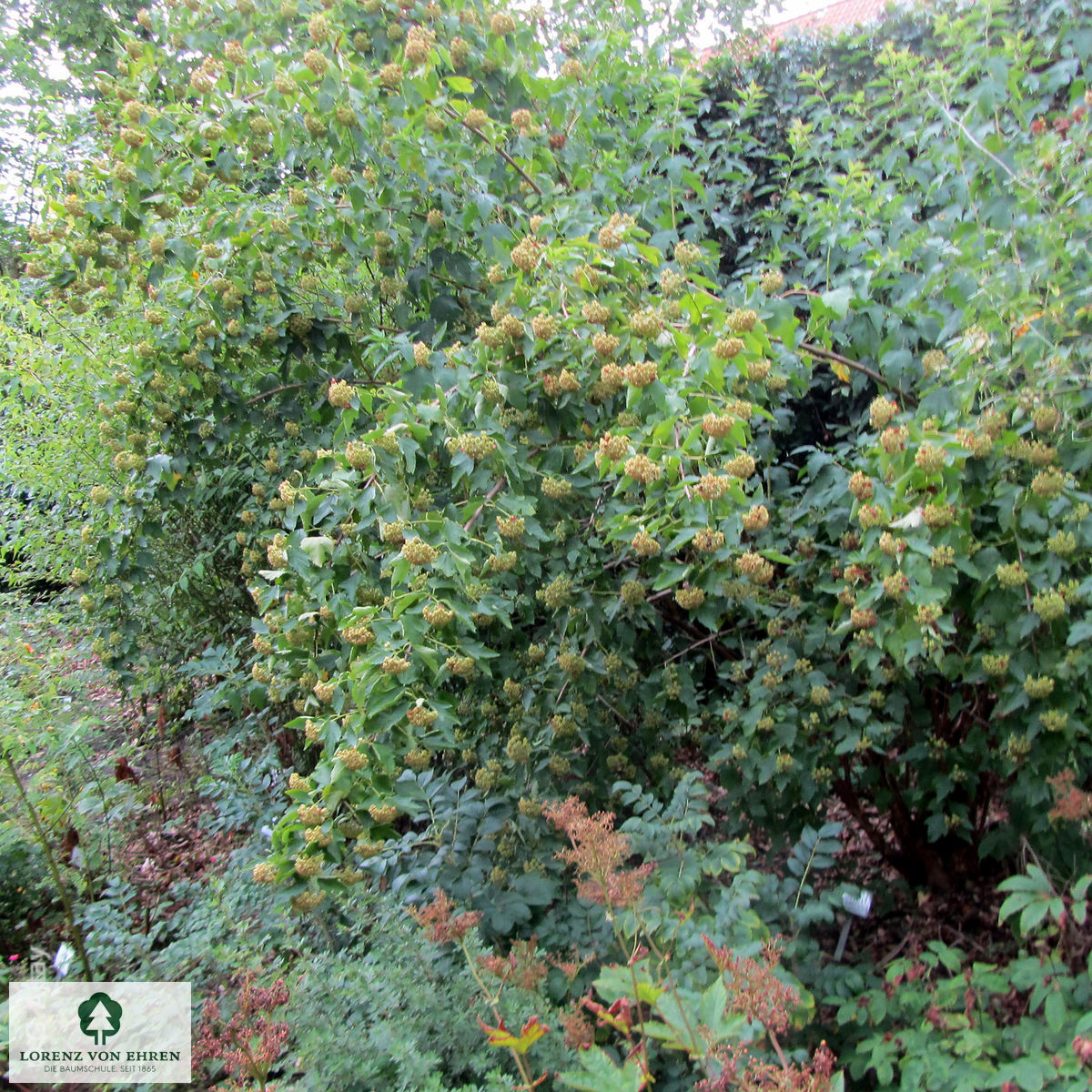 Physocarpus opulifolius