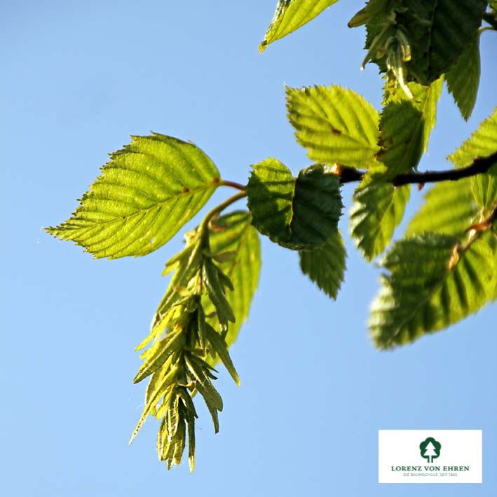 Carpinus betulus 'Pendula'