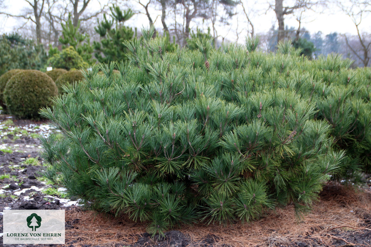 Pinus densiflora 'Pumila'