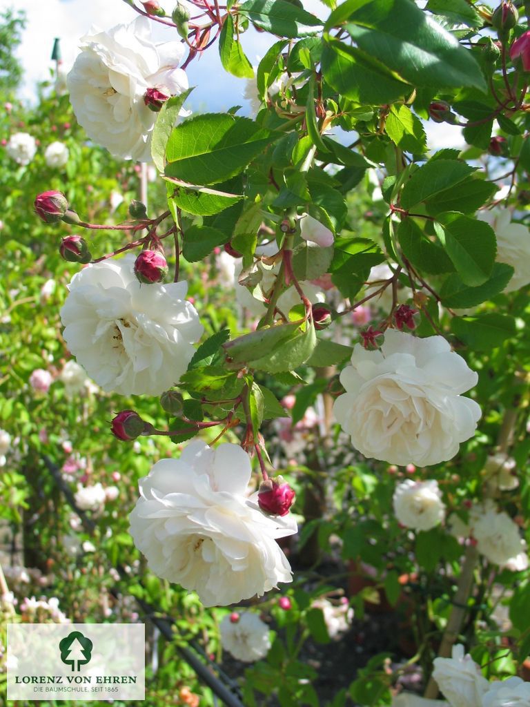 Rosa 'Félicité et Perpétue'