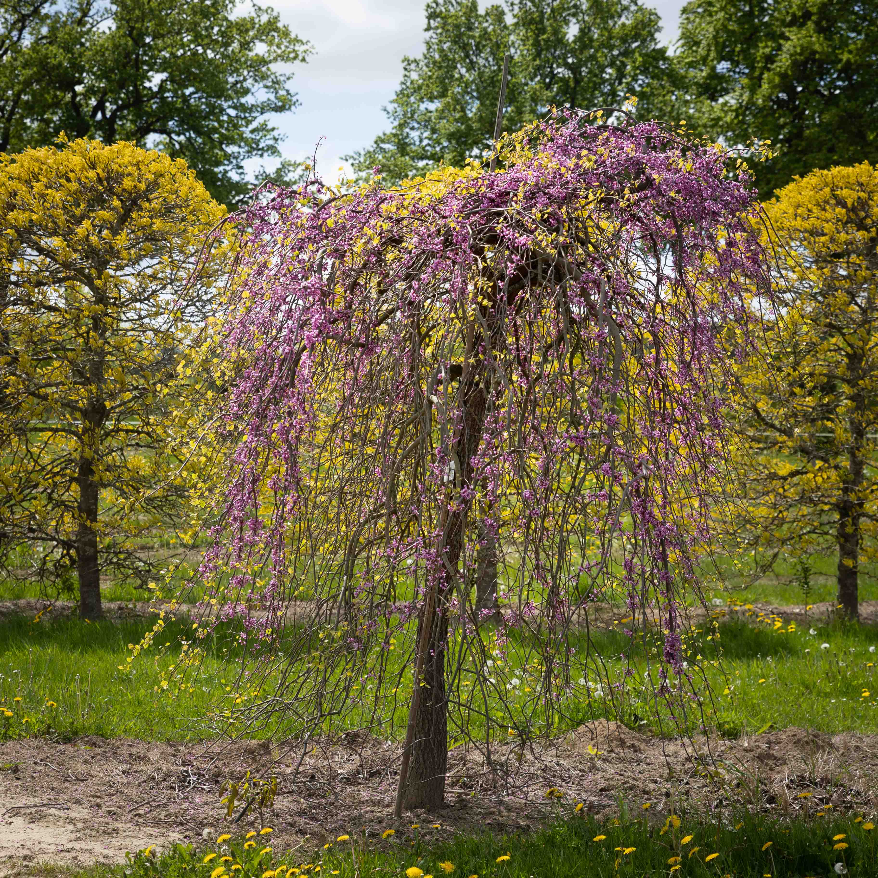 Lila blühender Baum ohne Blätter