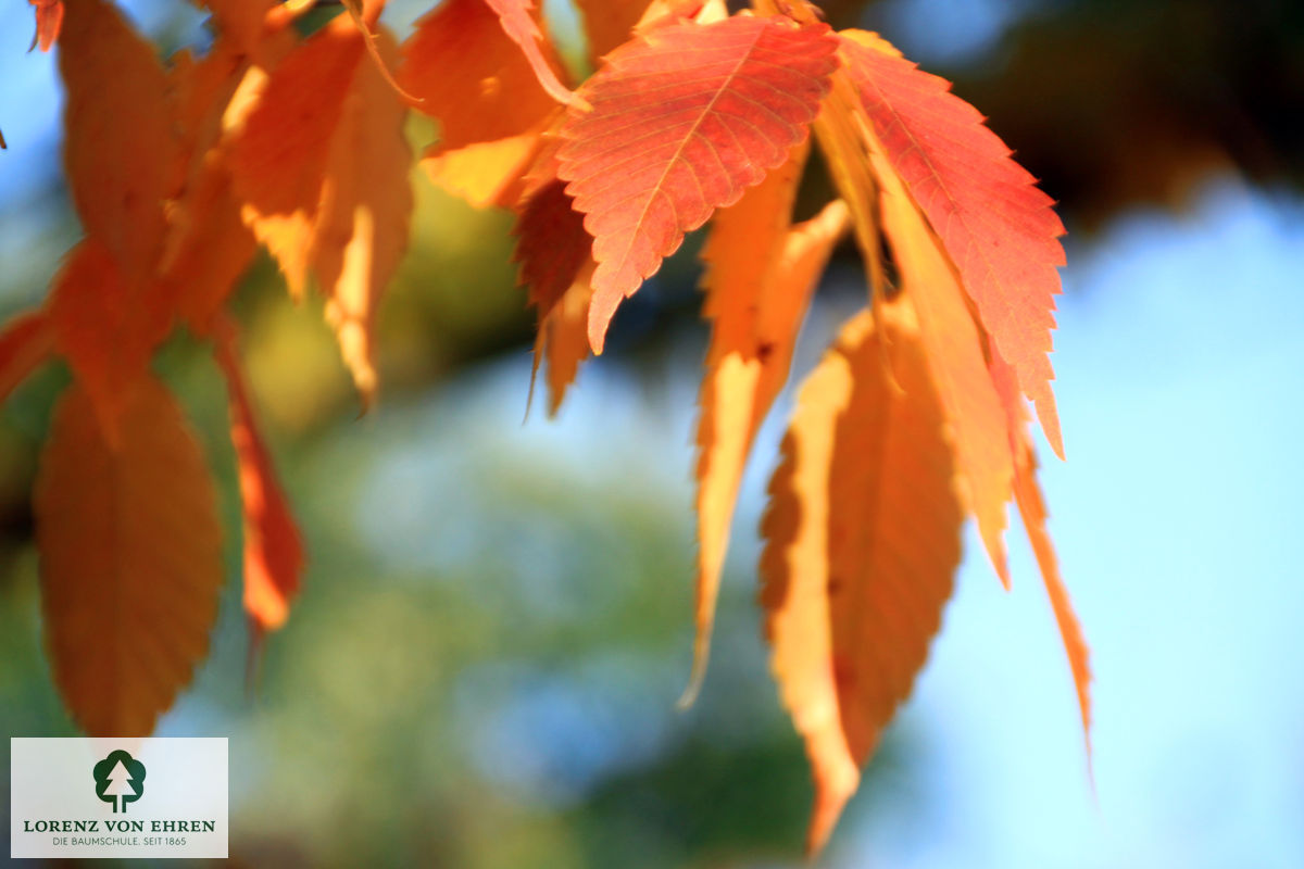 Zelkova serrata